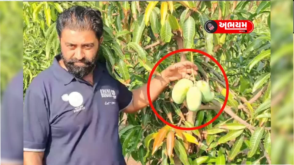 Important news for mango lovers of Junagadh
