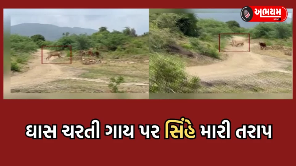 A lion mauled a cow grazing in Junagadh