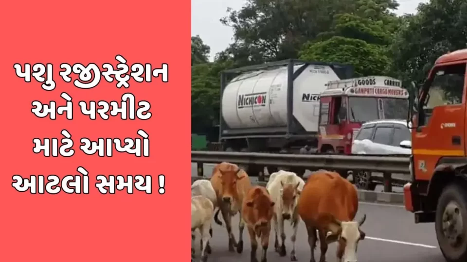 RMC gives ultimatum to cattle owners