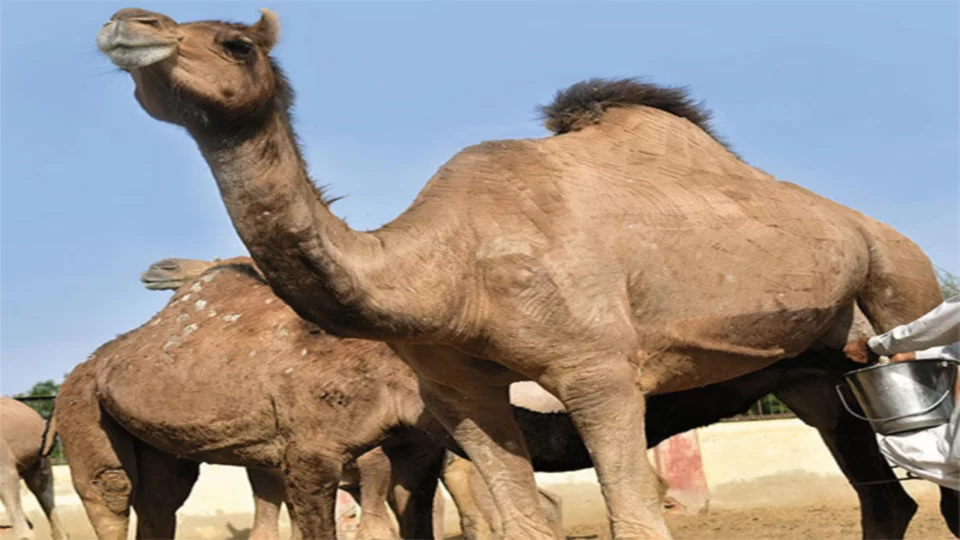 Camel milk from Kutch has been recognized with organic certification